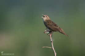 Gräshoppsångare-6051