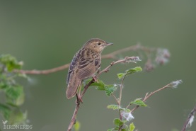 Gräshoppsångare-6208