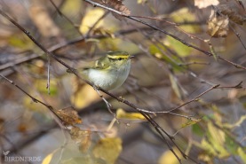 Kungsfågelsångare-2581