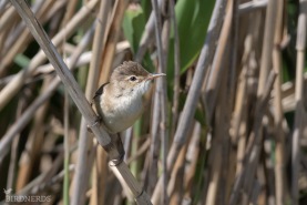 Rörsångare-7876