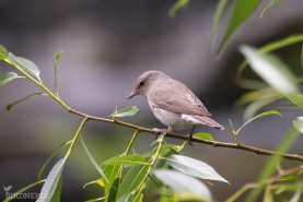 Trädgårdssångare-3656