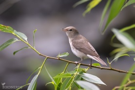 Trädgårdssångare-3662