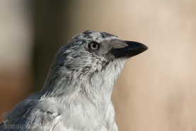 Kaja (leucistisk)-4352