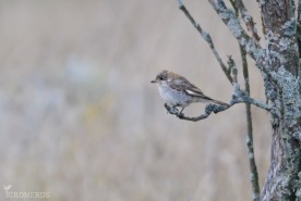 Rödhuvad törnskata-7999