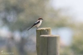 Rödhuvad törnskata-9274