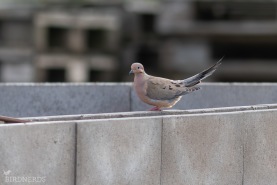 Spetsstjärtad duva-6843