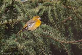 Baltimoretrupial-3214