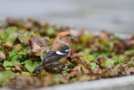 Bändelkorsnäbb-4224