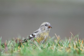 Bändelkorsnäbb-4270