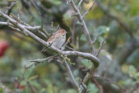 Dvärgsparv-3367