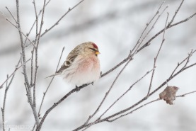 Gråsiska (snösiska)-7332