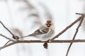 Gråsiska (snösiska)-7362