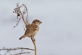 Gråsparv-6069