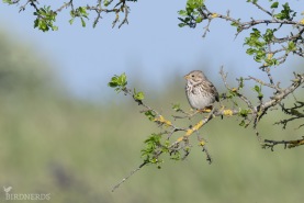 Kornsparv-2317