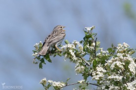 Kornsparv-9667