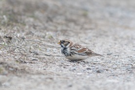 Lappsparv-9390