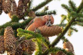 Mindre korsnäbb-5016