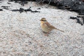 Sibirisk järnsparv-2568