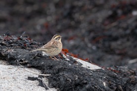 Sibirisk järnsparv-2586