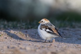 Snösparv-7987