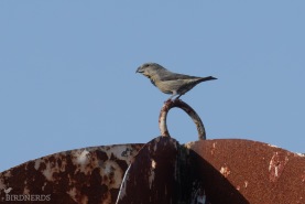 Större korsnäbb-3992