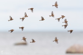 Vinterhämpling-3685