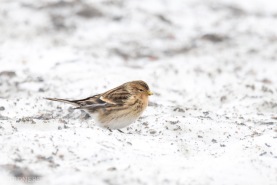 Vinterhämpling-4660