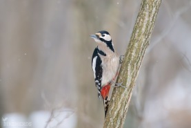 Större hackspett-5236