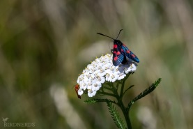 Bredbrämad bastardsvärmare-4718