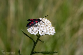 Bredbrämad bastardsvärmare-4722