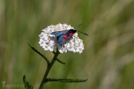 Bredbrämad bastardsvärmare-4723