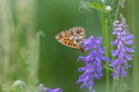 Brunfläckig pärlemorfjäril-3320