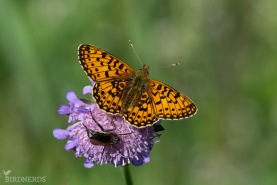 Brunfläckig pärlemorfjäril-5281