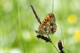 Brunfläckig pärlemorfjäril-6159