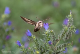 Brunsprötad skymningssvärmare-8429