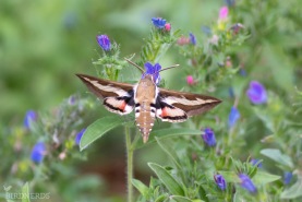 Brunsprötad skymningssvärmare-8434