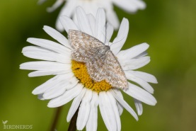 Gråbandad lövmätare-2562