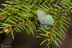 Grönsnabbvinge-2981