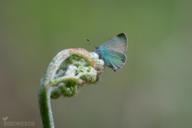 Grönsnabbvinge-6282