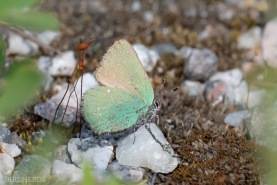 Grönsnabbvinge-7880