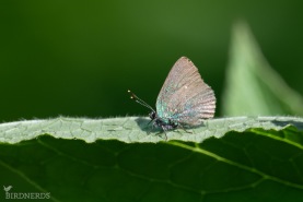 Grönsnabbvinge-8585