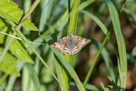 Gulbrokigt slåtterfly-7650