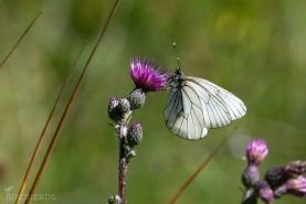 Hagtornsfjäril-4684