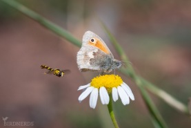 Kamgräsfjäril-6076