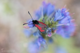 Klubbsprötad bastardsvärmare-5444