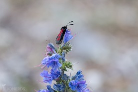 Klubbsprötad bastardsvärmare-7276