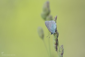 Klöverblåvinge-2539