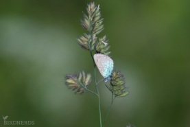 Klöverblåvinge-2553