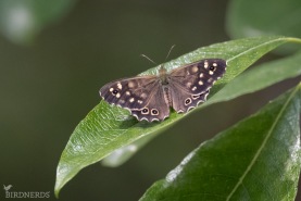 Kvickgräsfjäril-1538