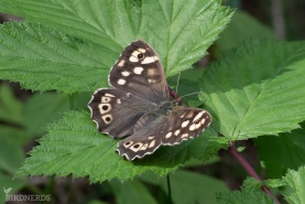 Kvickgräsfjäril-1748